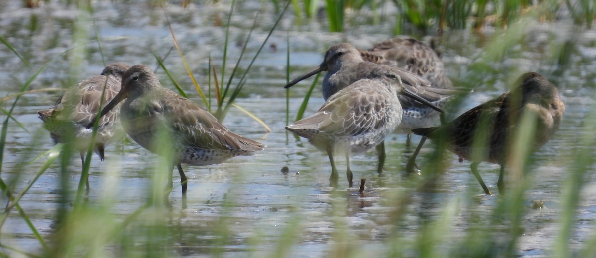 Short-billed Dowitcher - Debbie Segal