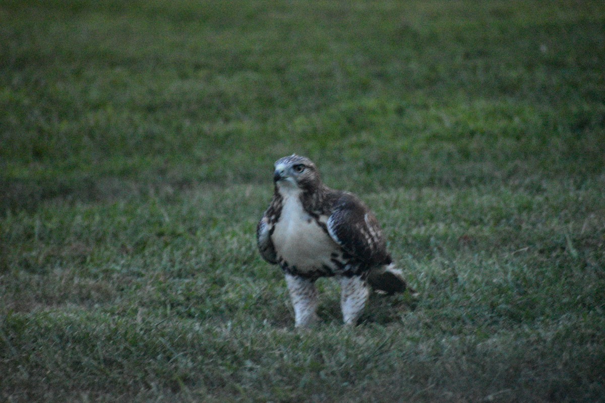 Red-tailed Hawk - Robyn Romanowicz