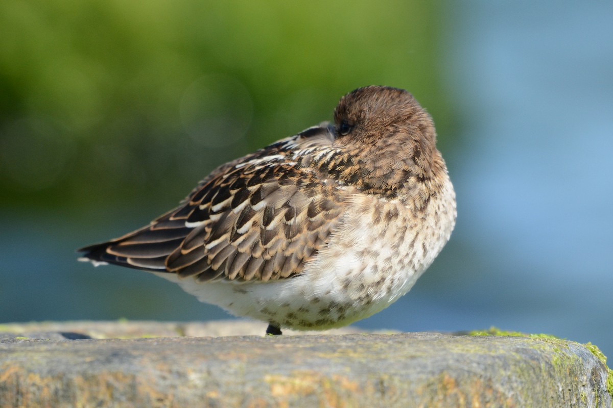 Dunlin - Igor Długosz