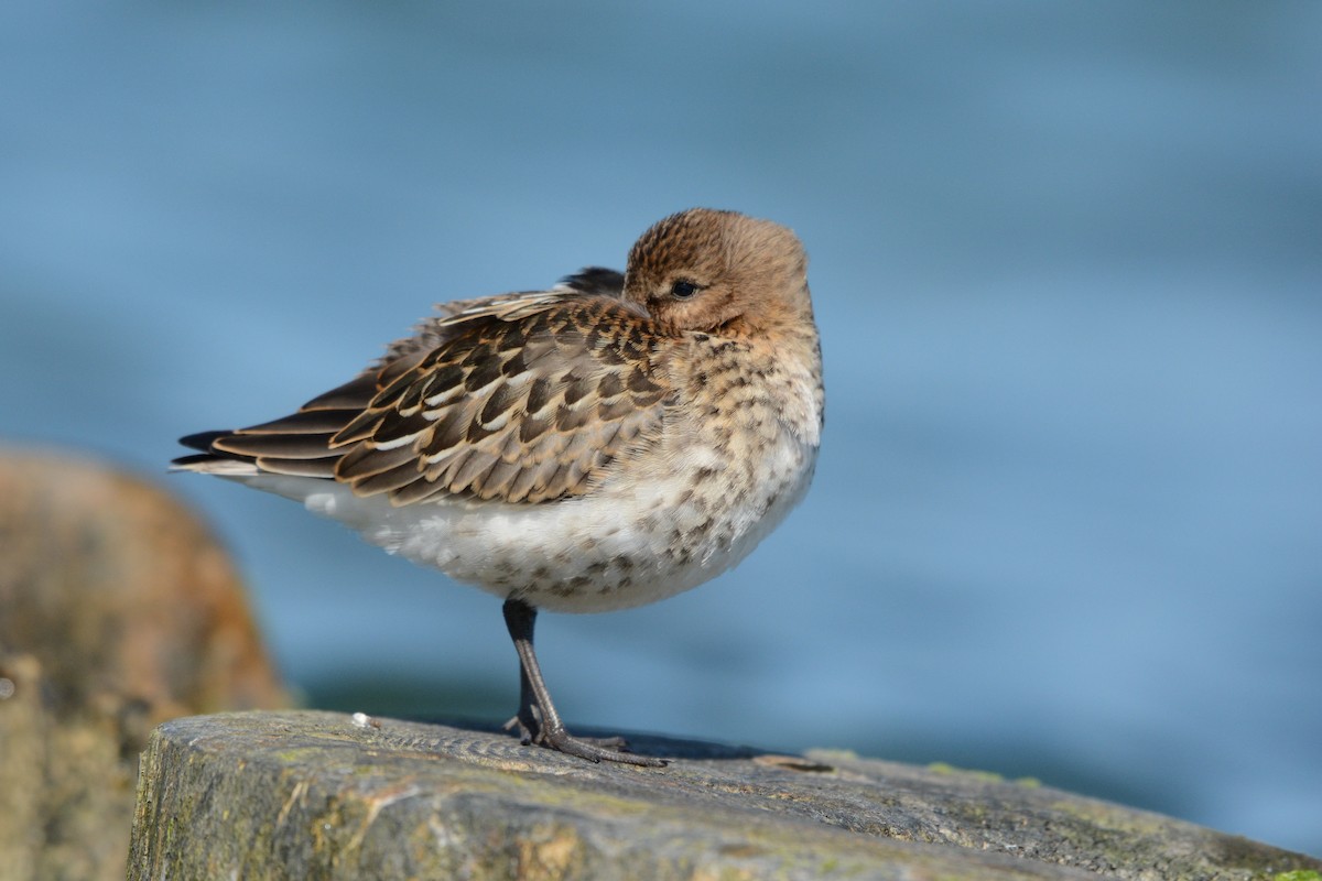 Dunlin - Igor Długosz