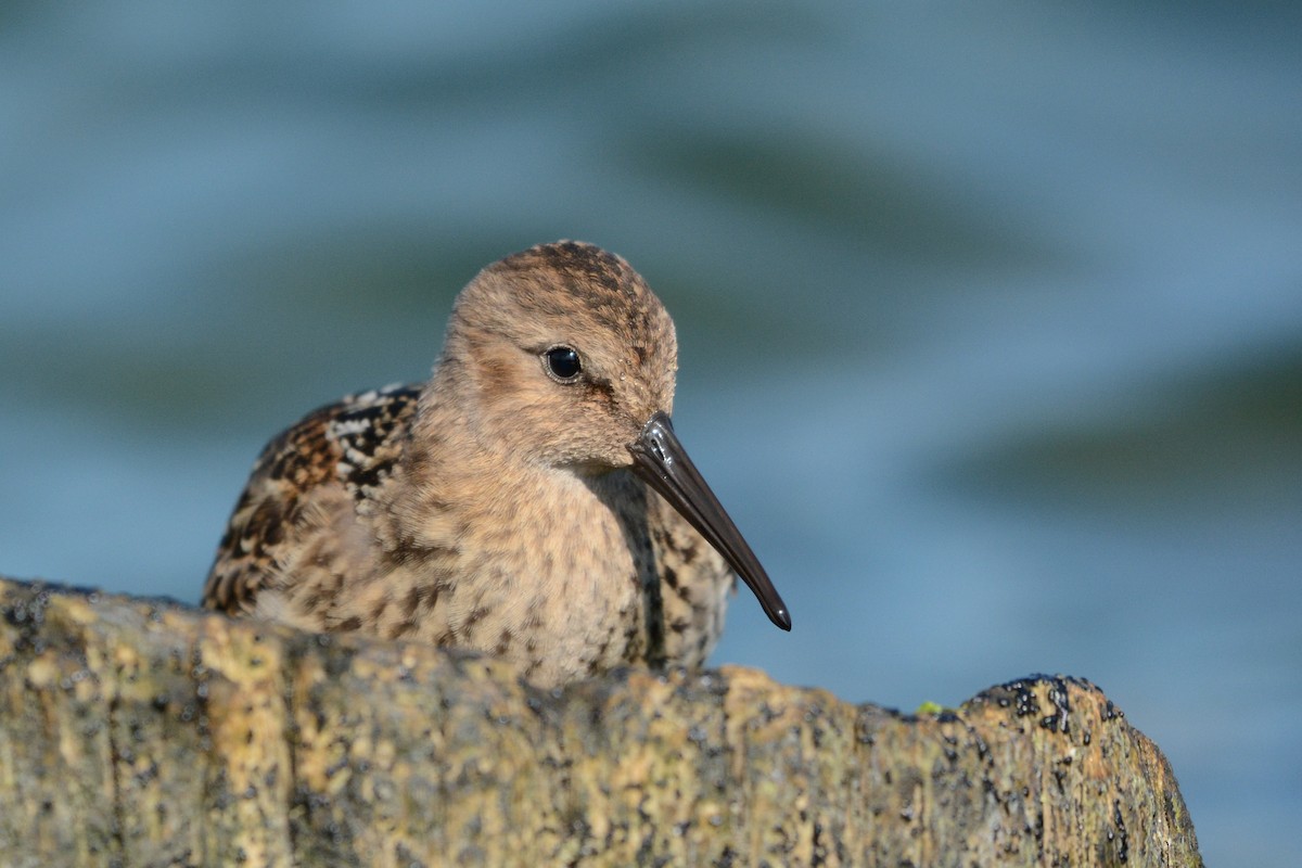 Dunlin - Igor Długosz