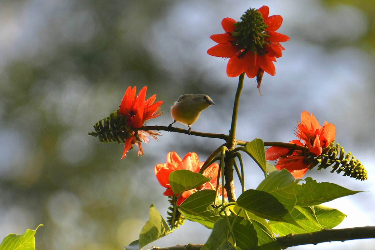 malabarblomsterfugl - ML622799462