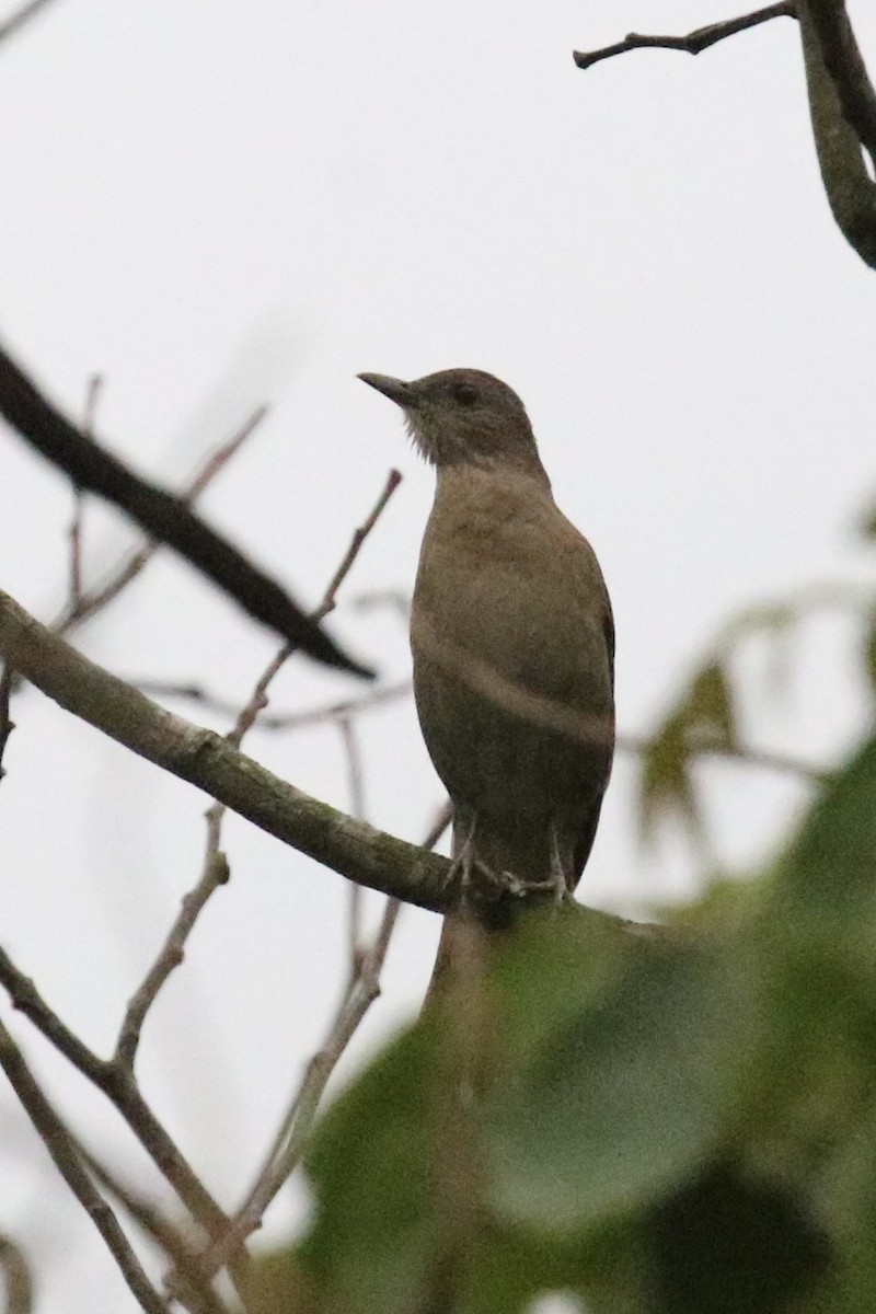 Pale-breasted Thrush - ML622799464