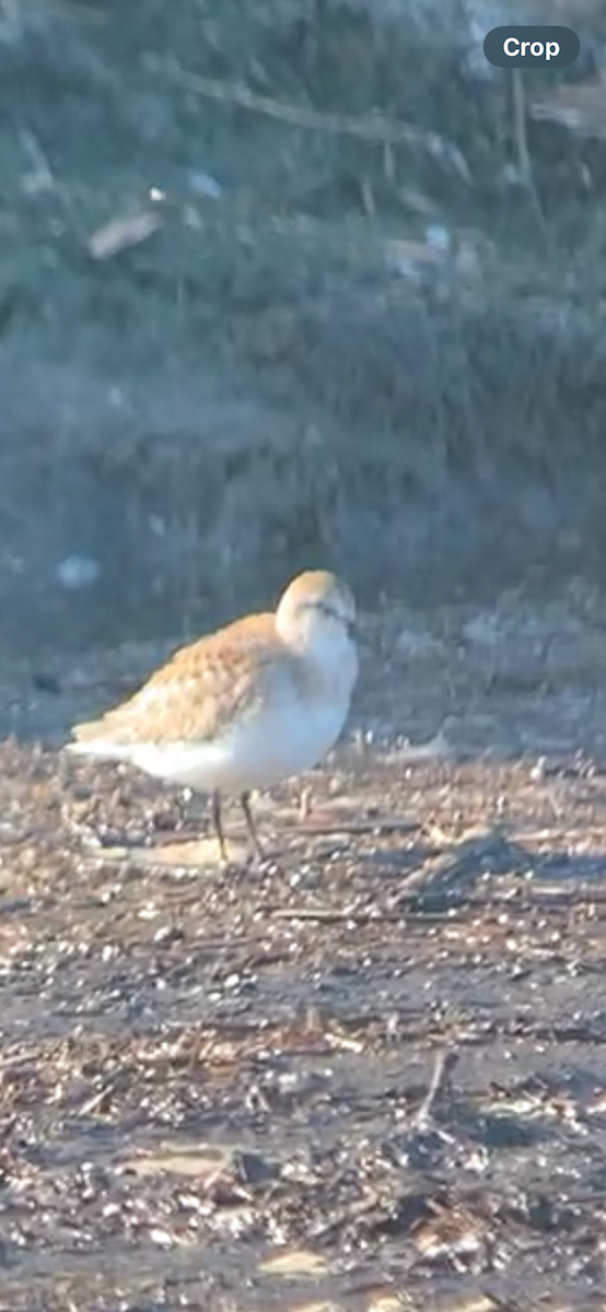 Semipalmated Sandpiper - ML622799498