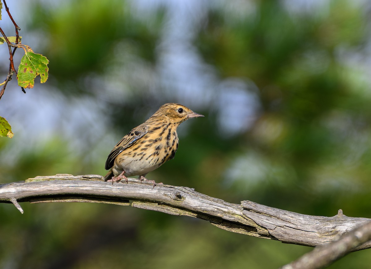 Tree Pipit - Frederik Gustavsson