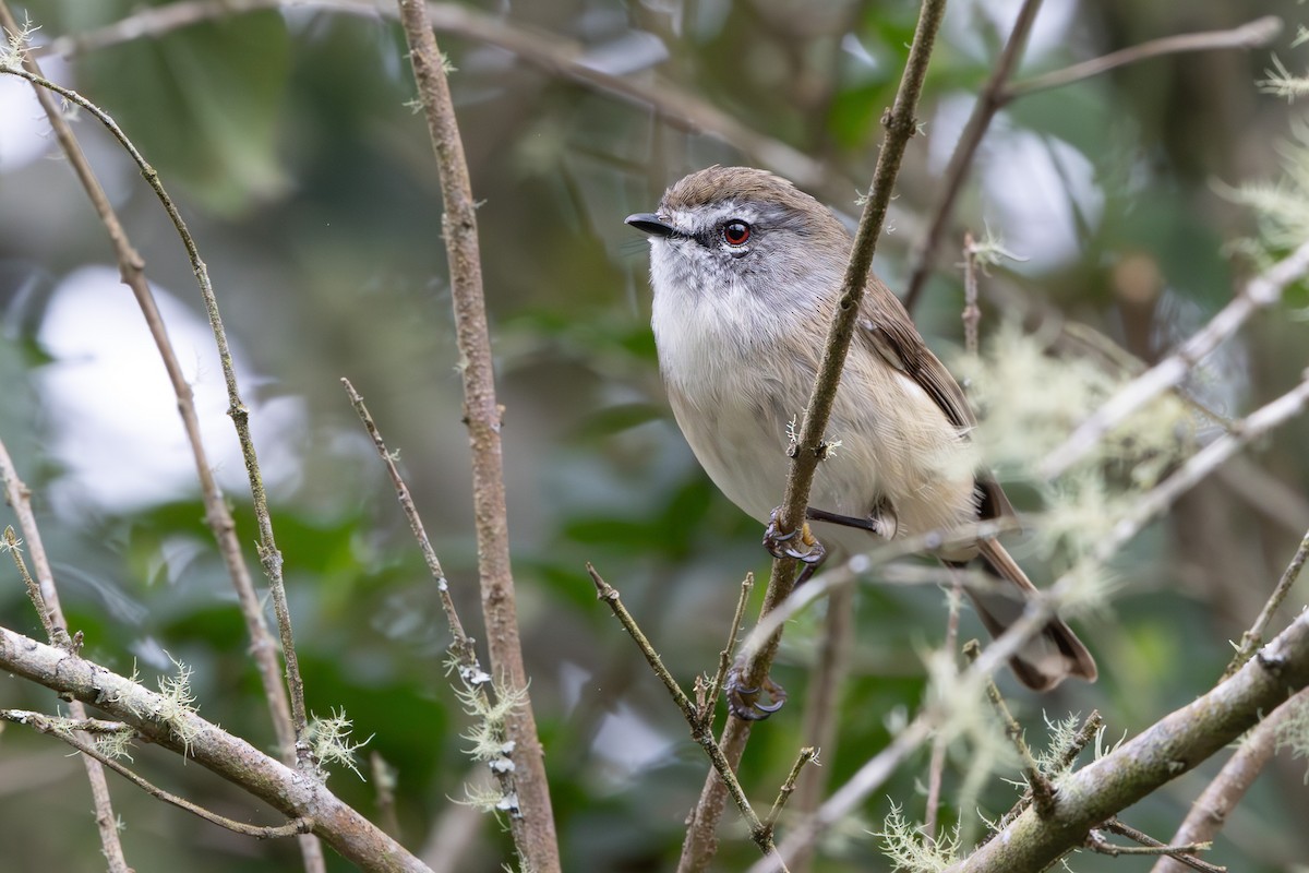 Brown Gerygone - ML622799547