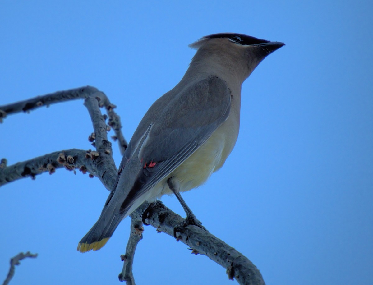 Cedar Waxwing - ML622799554