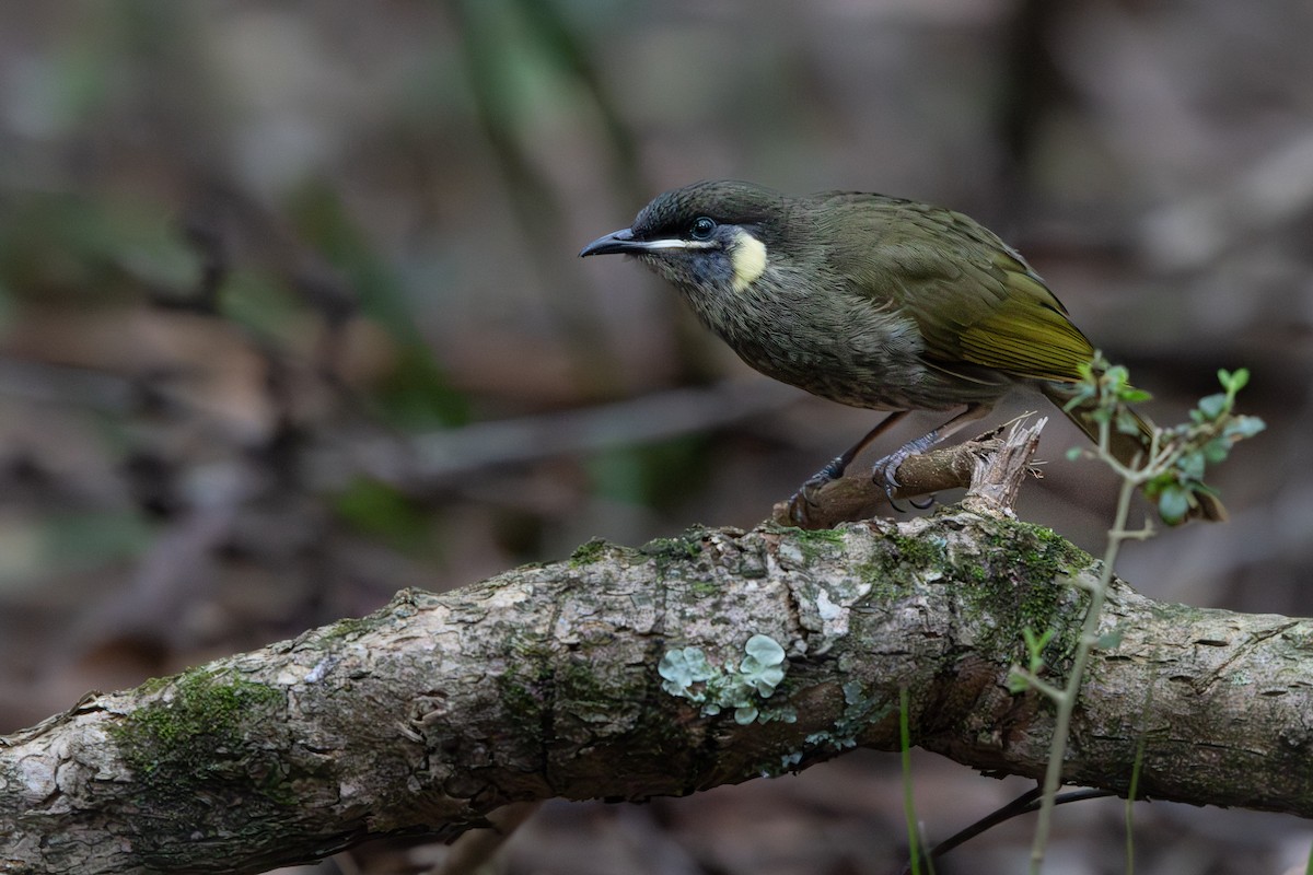 Lewin's Honeyeater - ML622799555