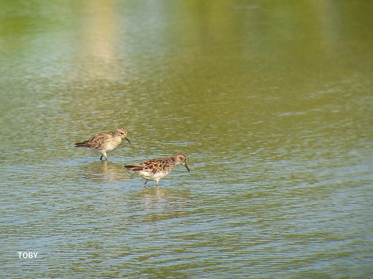 Long-toed Stint - Trung Buithanh