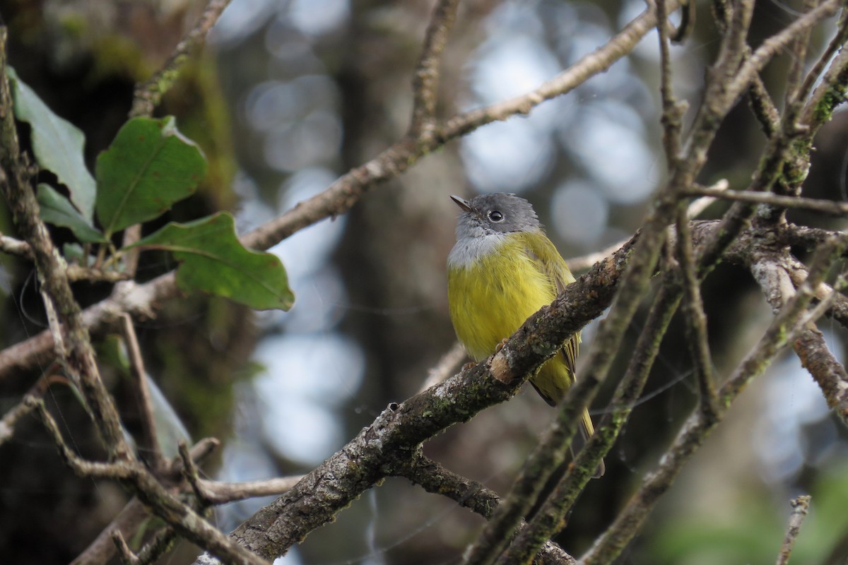 Gray-headed Canary-Flycatcher - ML622799558