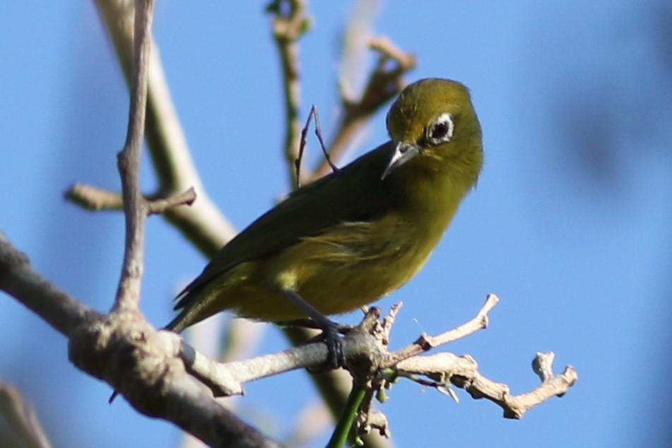 Australian Yellow White-eye - Dave O'Connor