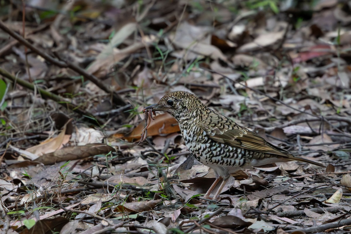 Bassian Thrush - ML622799611