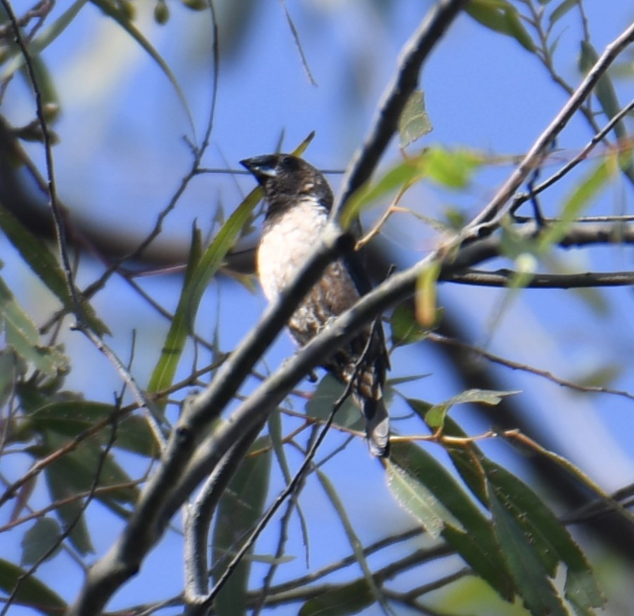 Black-throated Munia - ML622799656