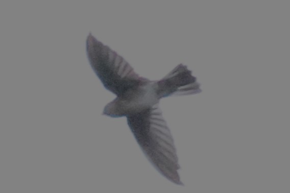 Cave Swiftlet - ML622799687
