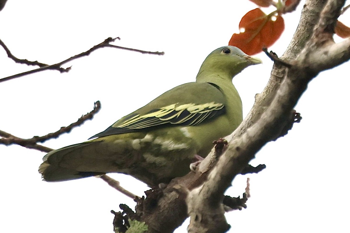 Flores Green-Pigeon - ML622799770