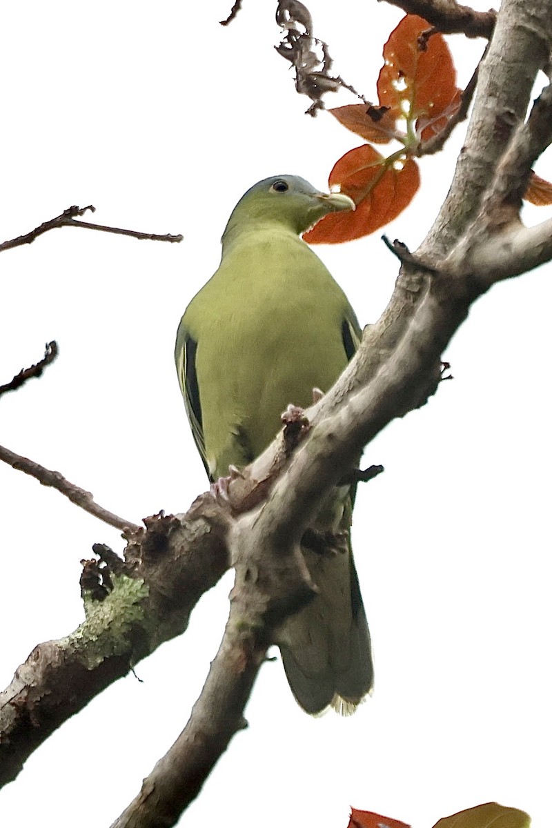 Flores Green-Pigeon - ML622799771