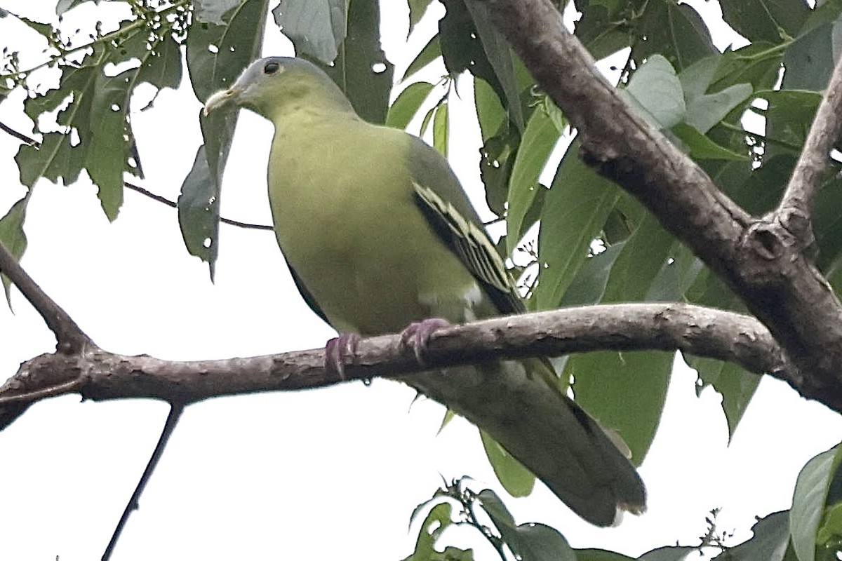 Flores Green-Pigeon - ML622799772