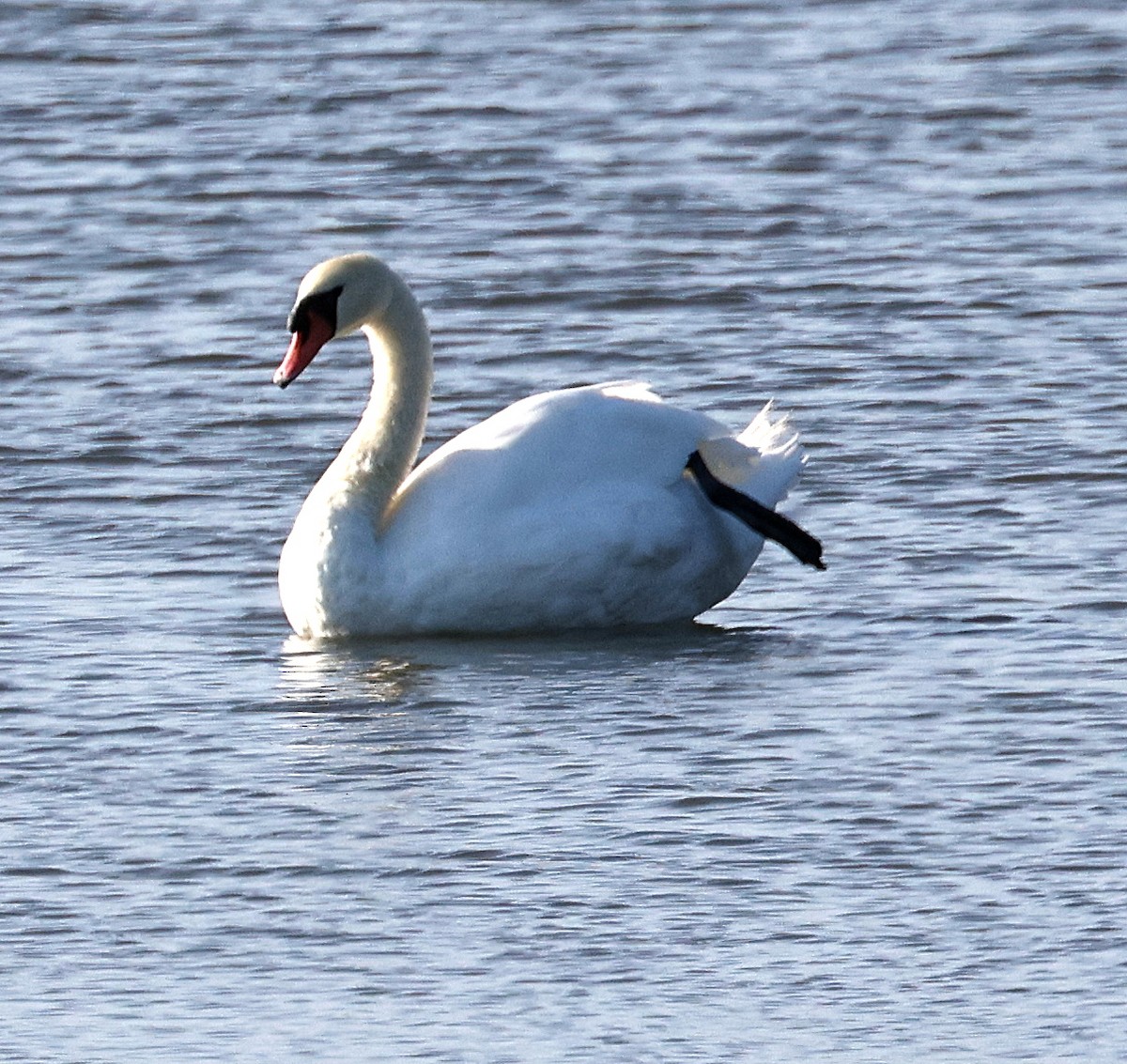 Cygne tuberculé - ML622799773