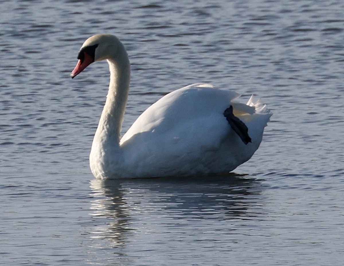 Cygne tuberculé - ML622799774