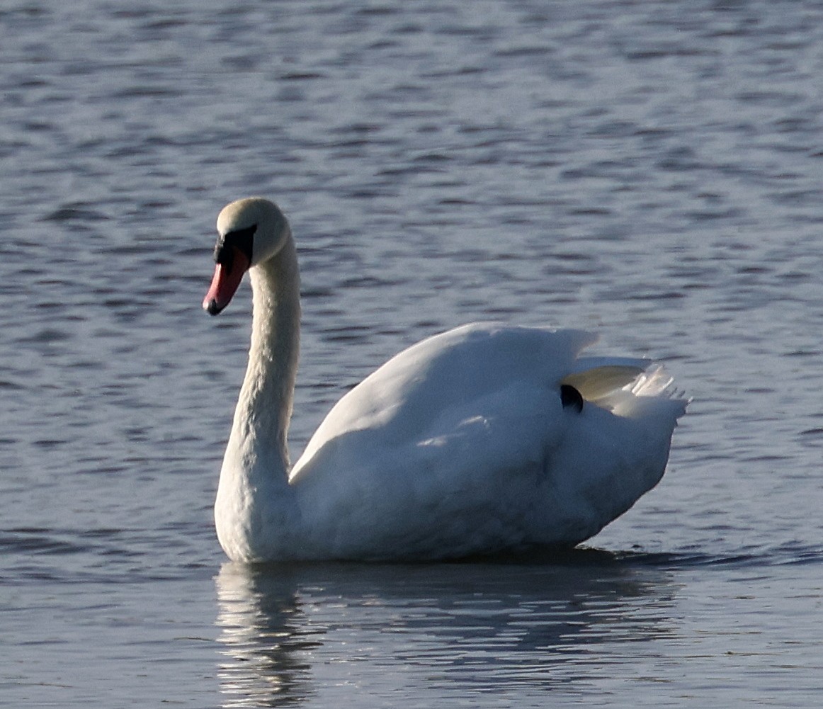 Cygne tuberculé - ML622799775