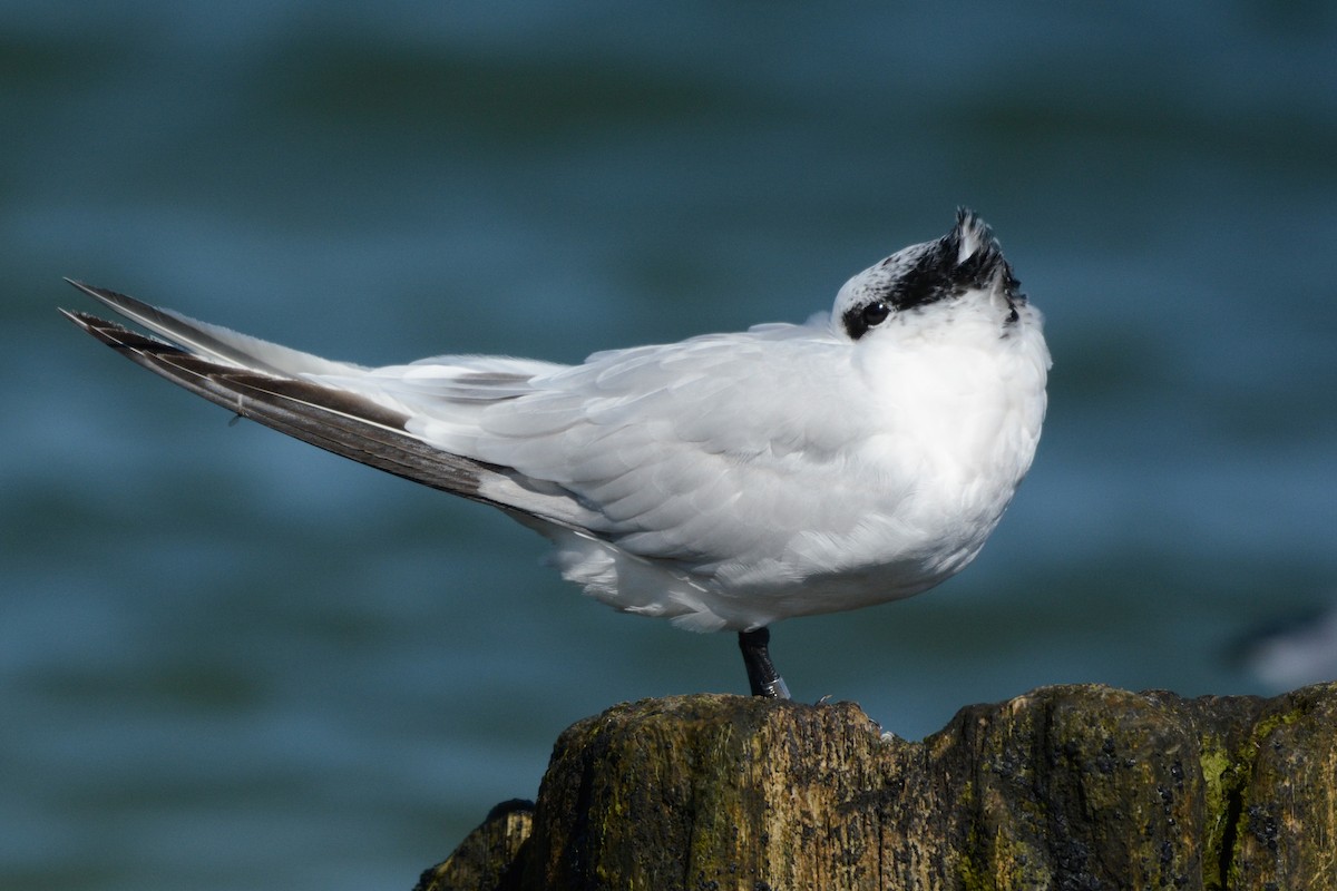 Sandwich Tern - Igor Długosz