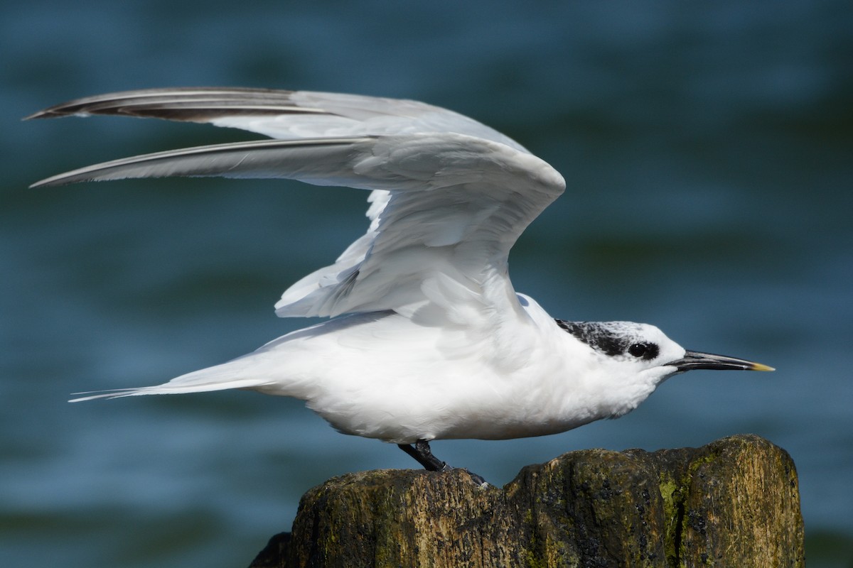 Sandwich Tern - Igor Długosz