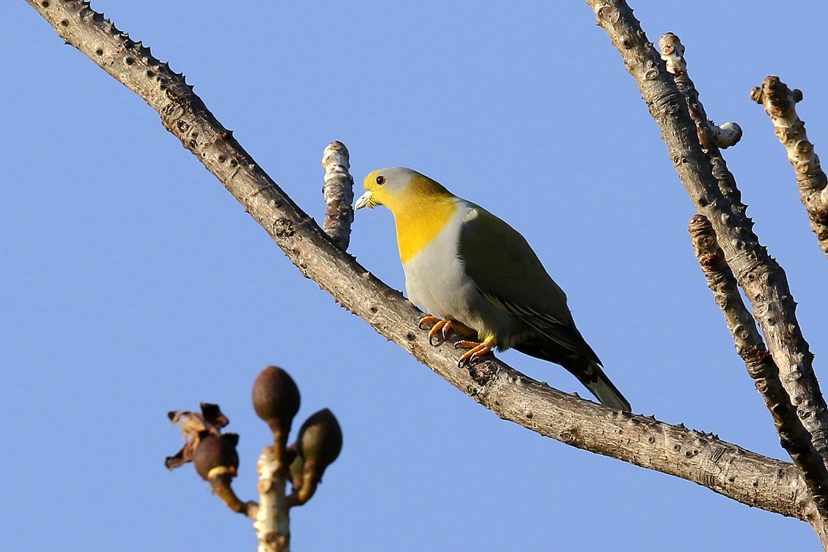Yellow-footed Green-Pigeon - ML622799829