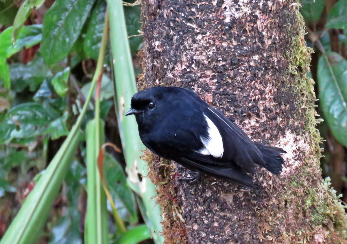 White-winged Robin - ML622799836