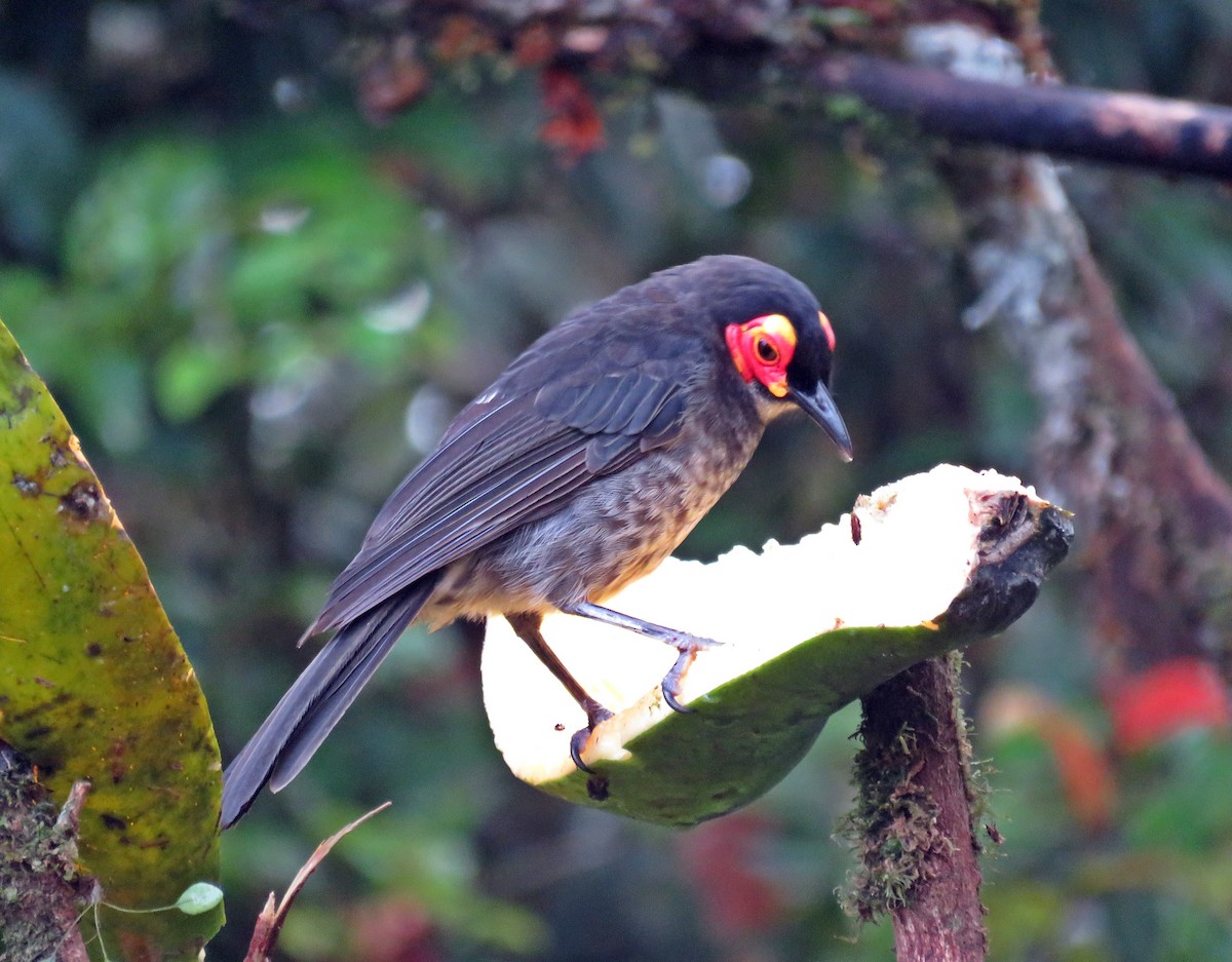 Smoky Honeyeater - ML622799843