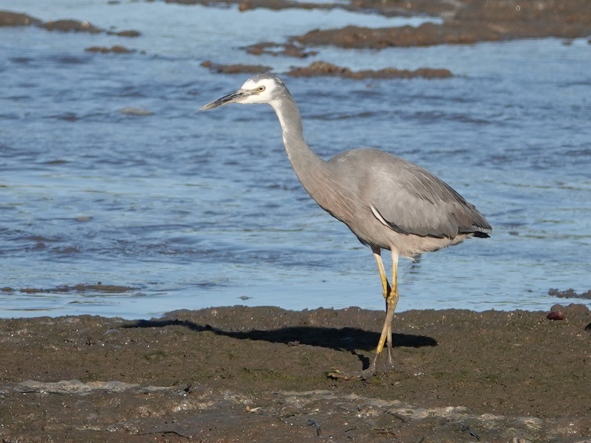 White-faced Heron - ML622799846