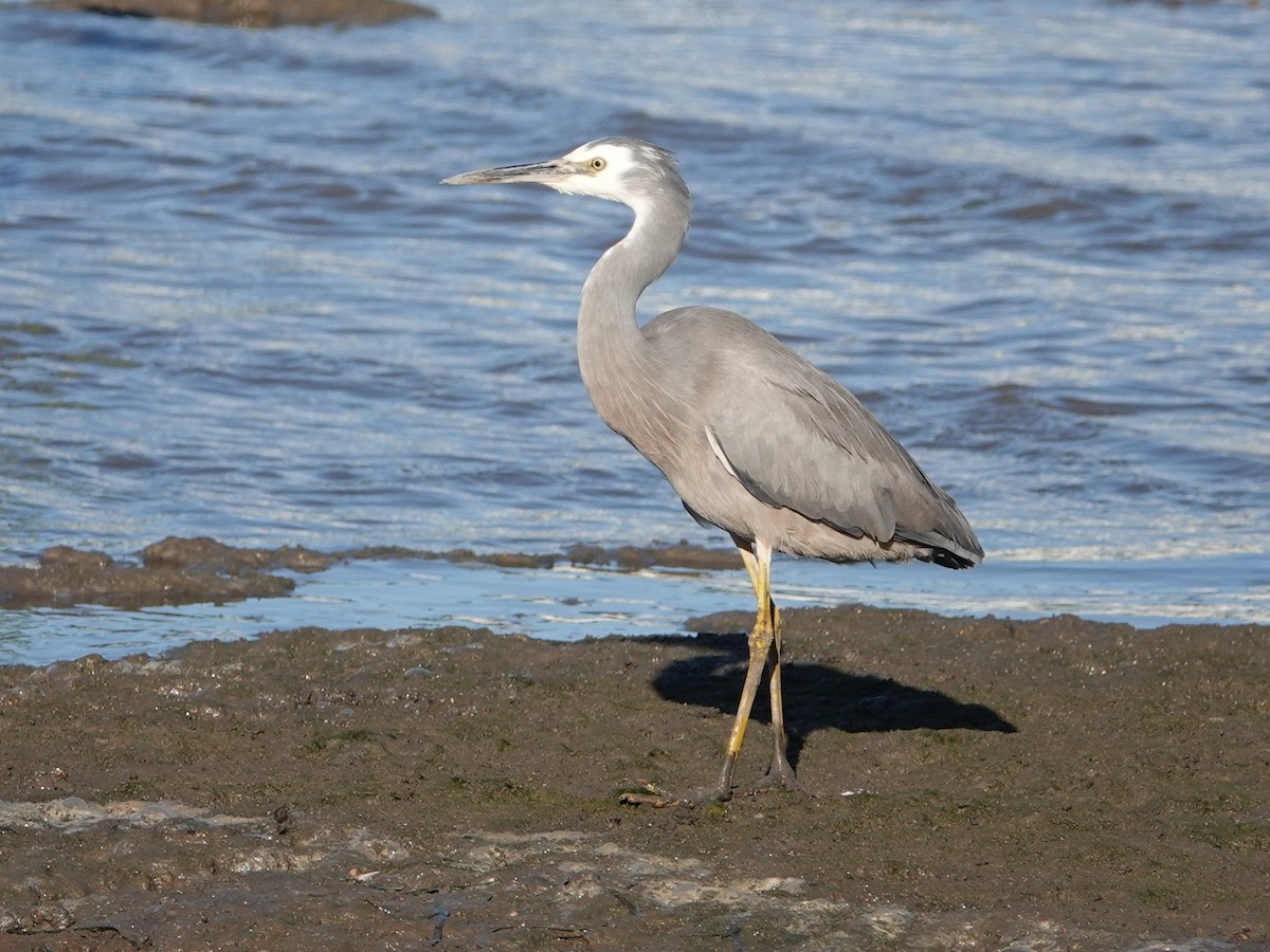 White-faced Heron - Peter Yendle