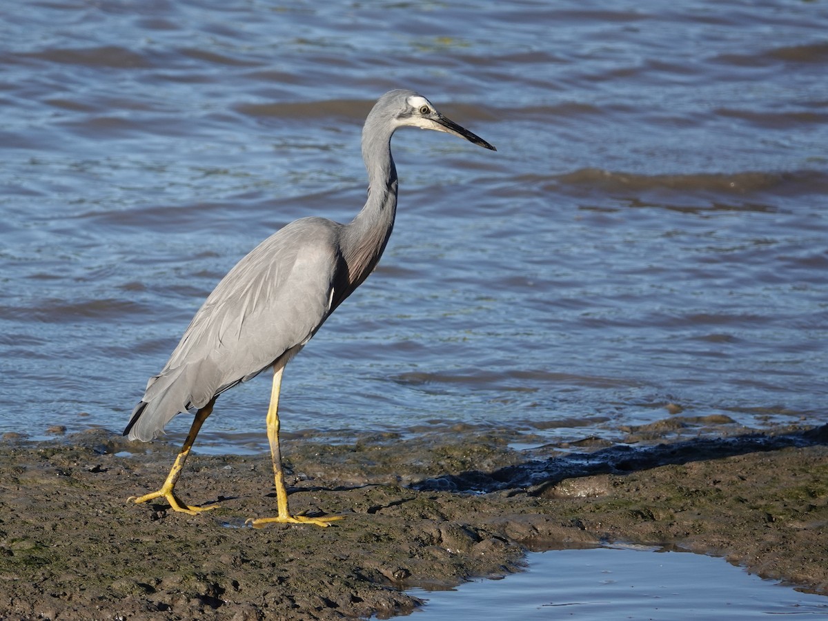 White-faced Heron - ML622799848