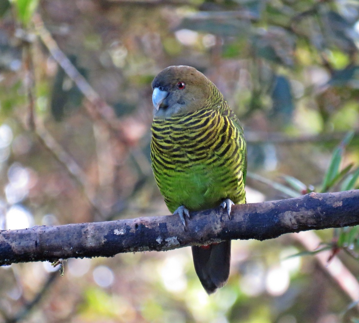 Brehm's Tiger-Parrot - ML622799854