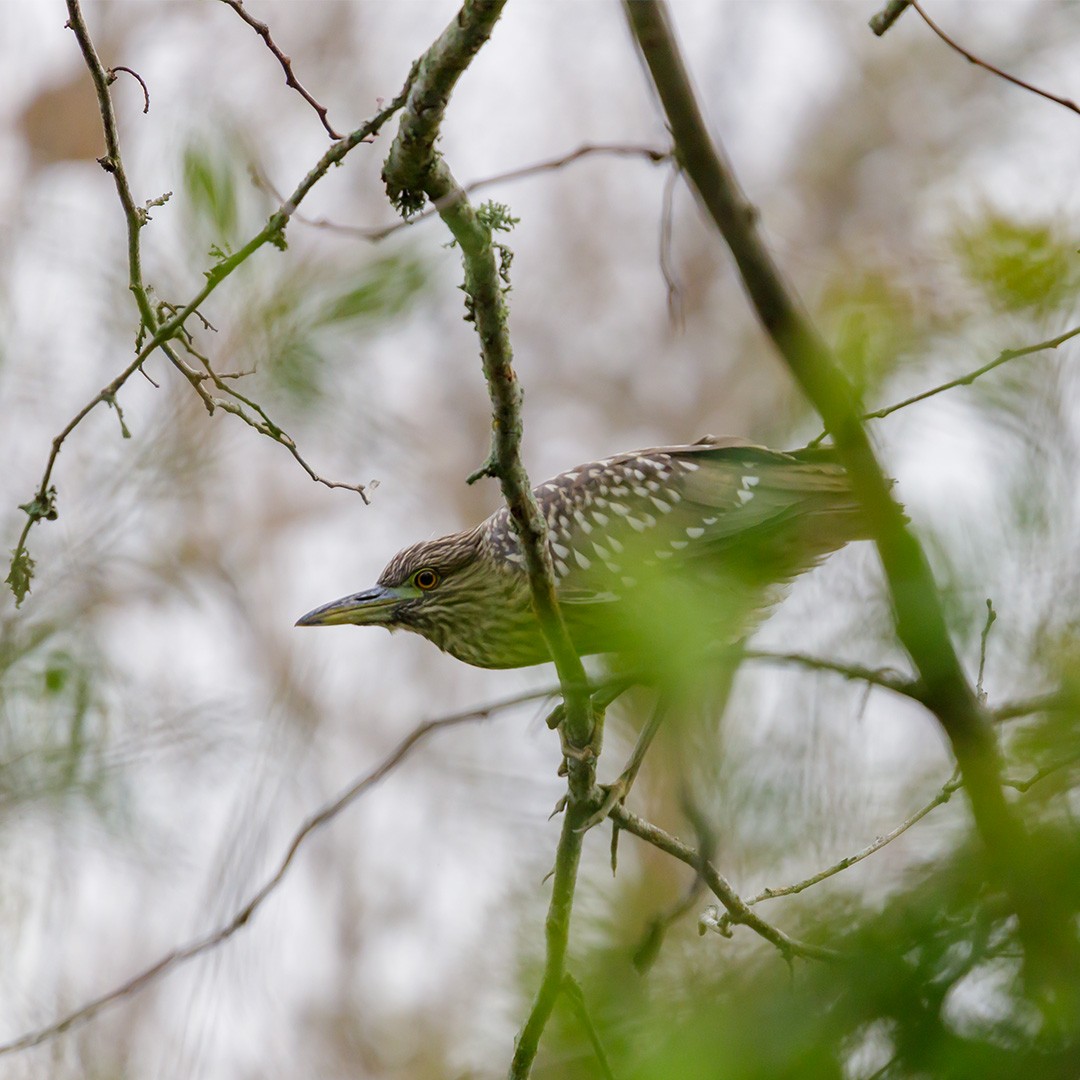 Black-crowned Night Heron - Juan Roballo