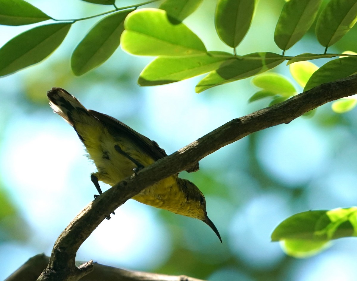 Ornate Sunbird - Keng Keok Neo