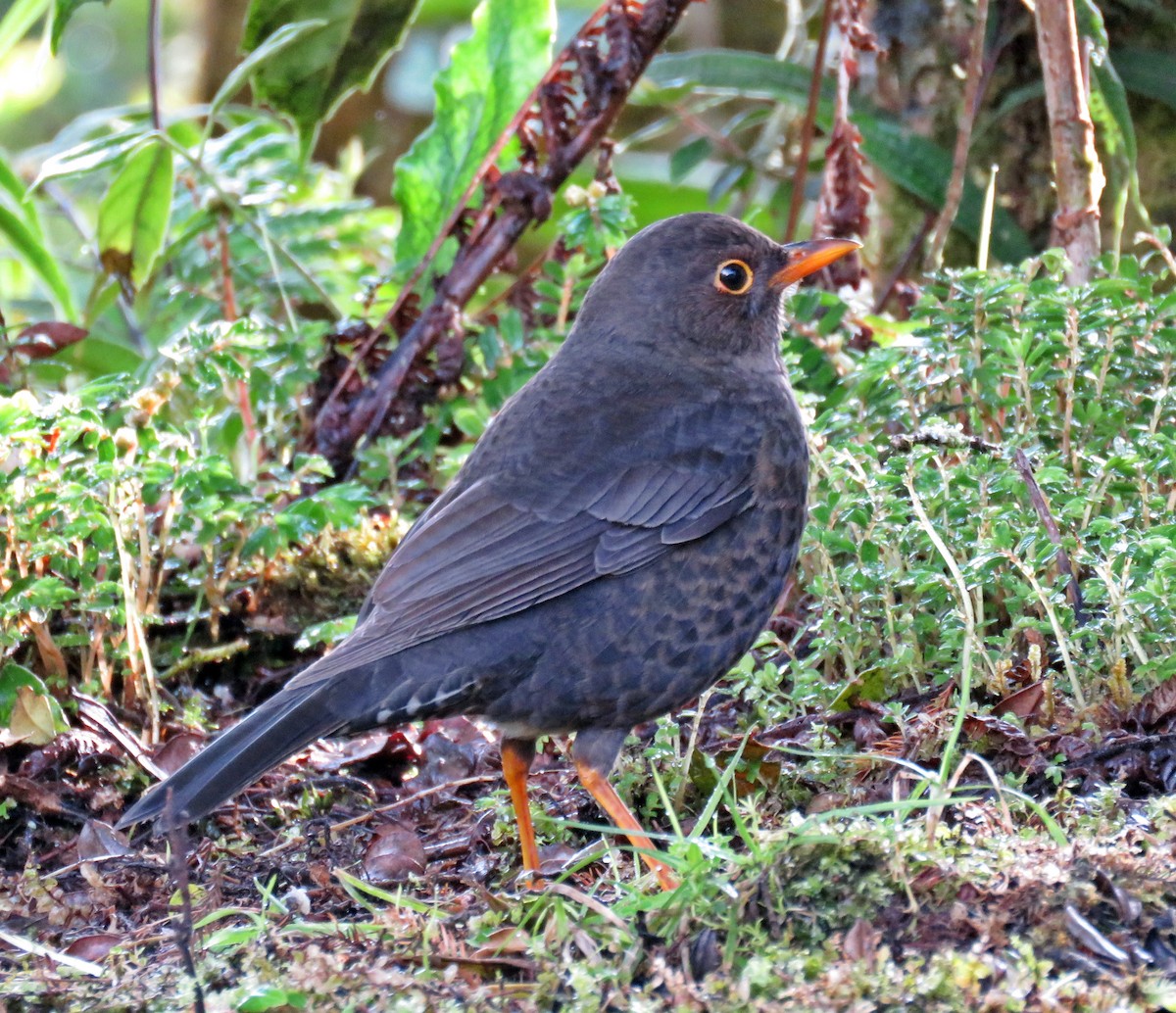 Island Thrush (Papuan) - ML622799894