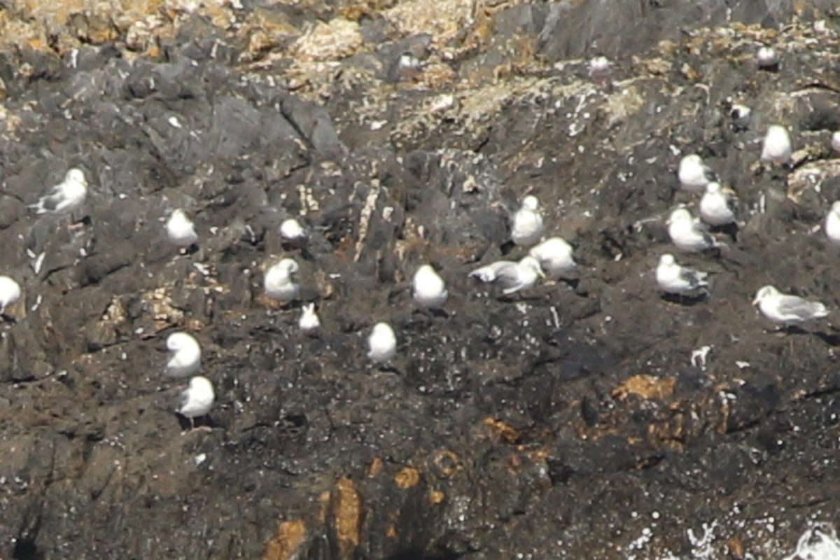 Black-legged Kittiwake - Victor Chen