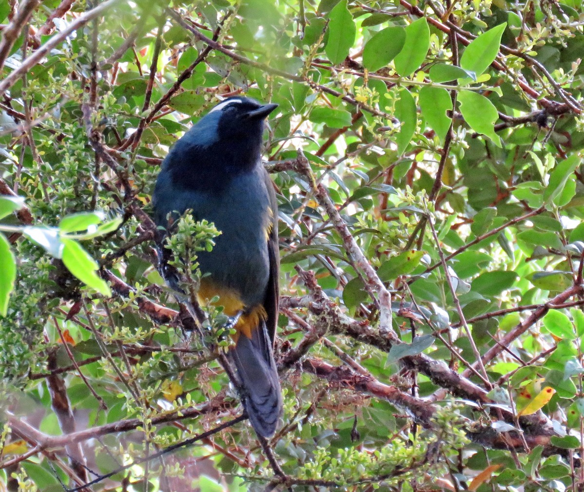 Eastern Crested Berrypecker - ML622799900