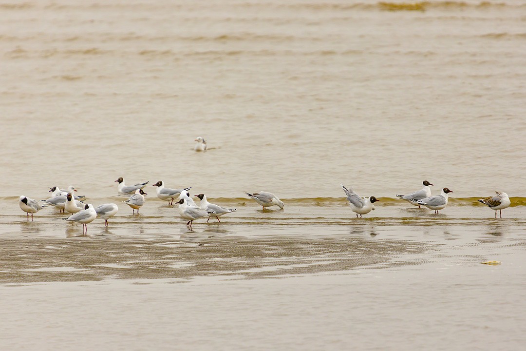 Brown-hooded Gull - Juan Roballo