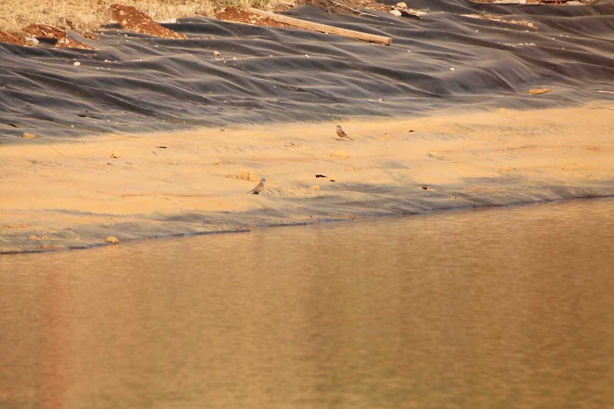 Rock Bunting - dvir rudnicki