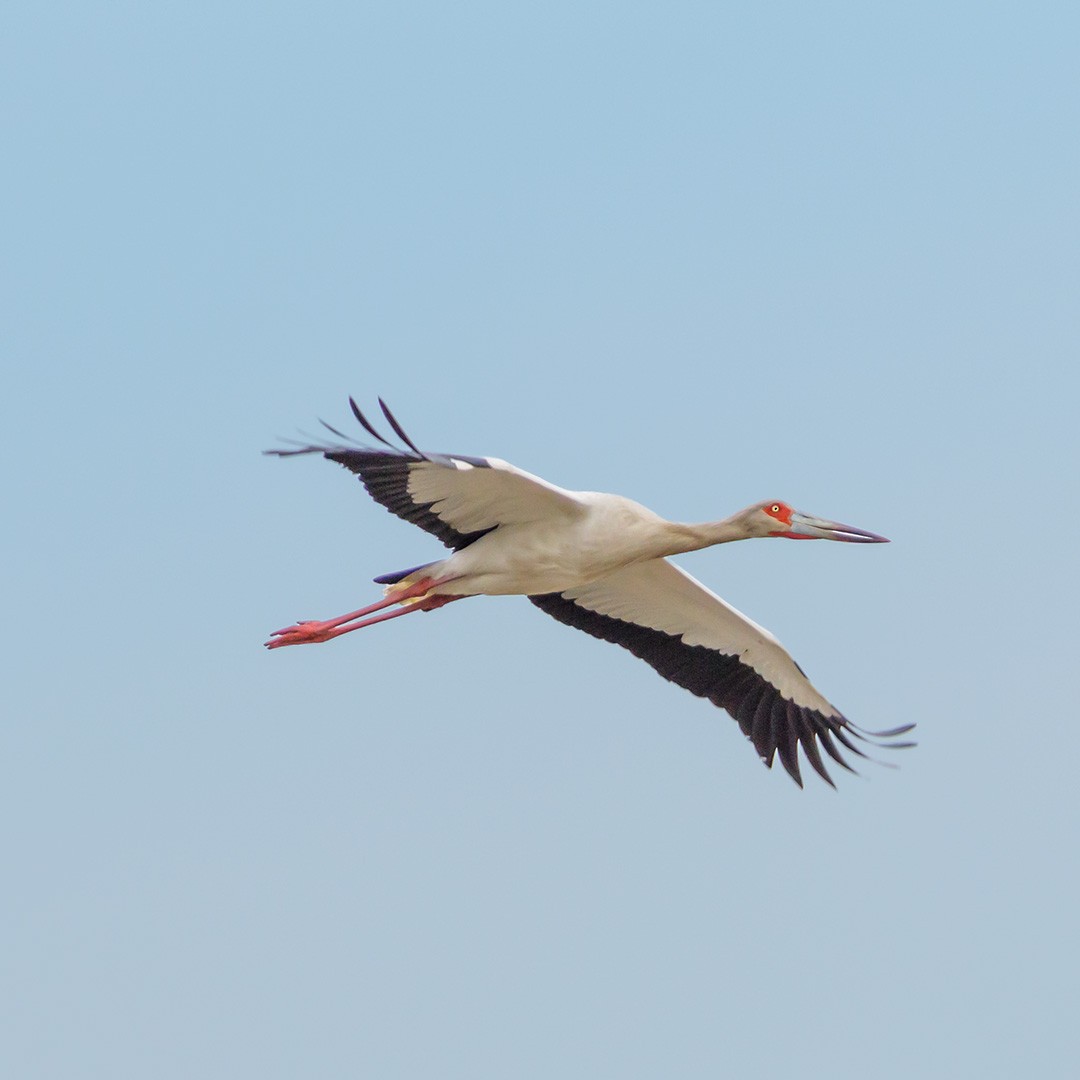 Maguari Stork - Juan Roballo