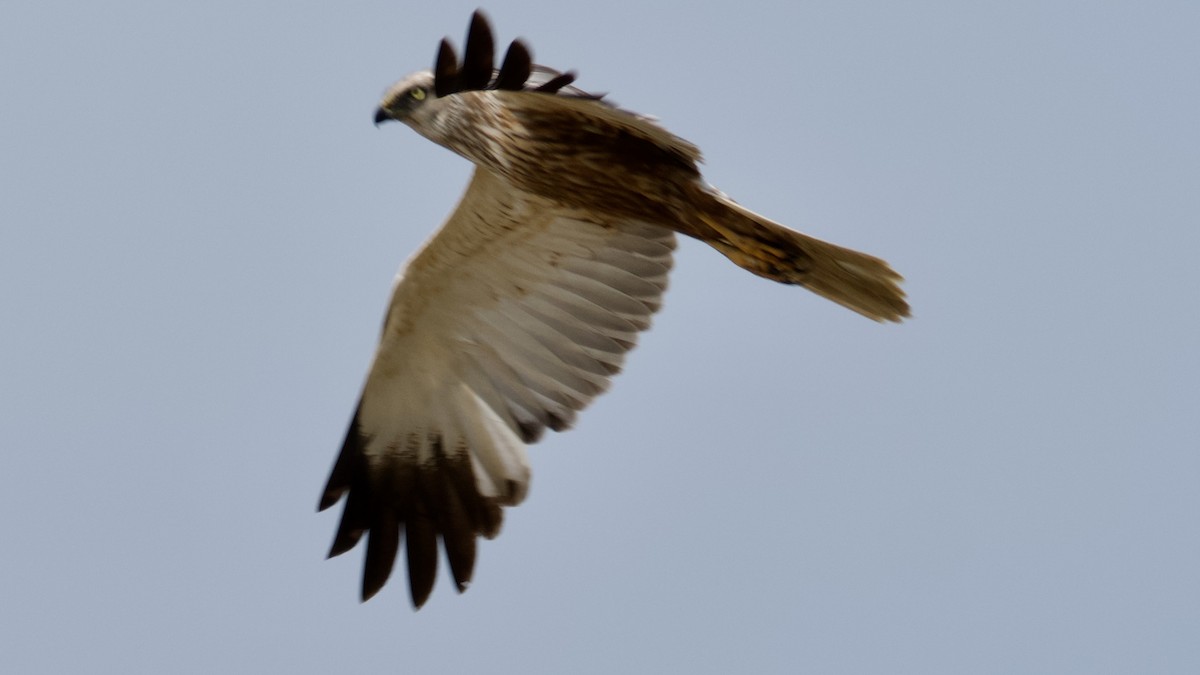 Western Marsh Harrier - Yvonne van Netten