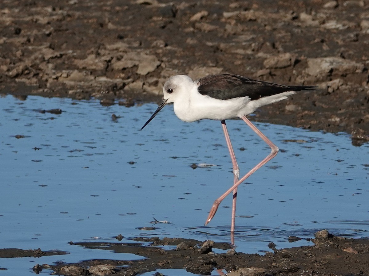 Pied Stilt - Peter Yendle