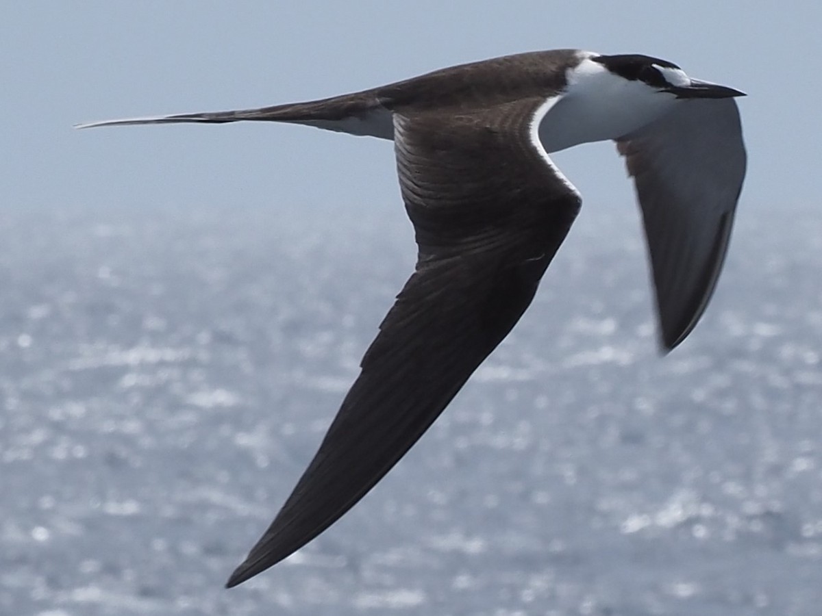 Sooty Tern - Frank Welten