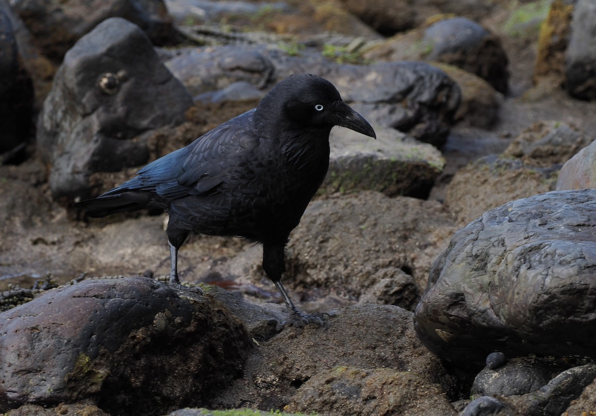 Australian Raven - Scott (瑞興) LIN(林)