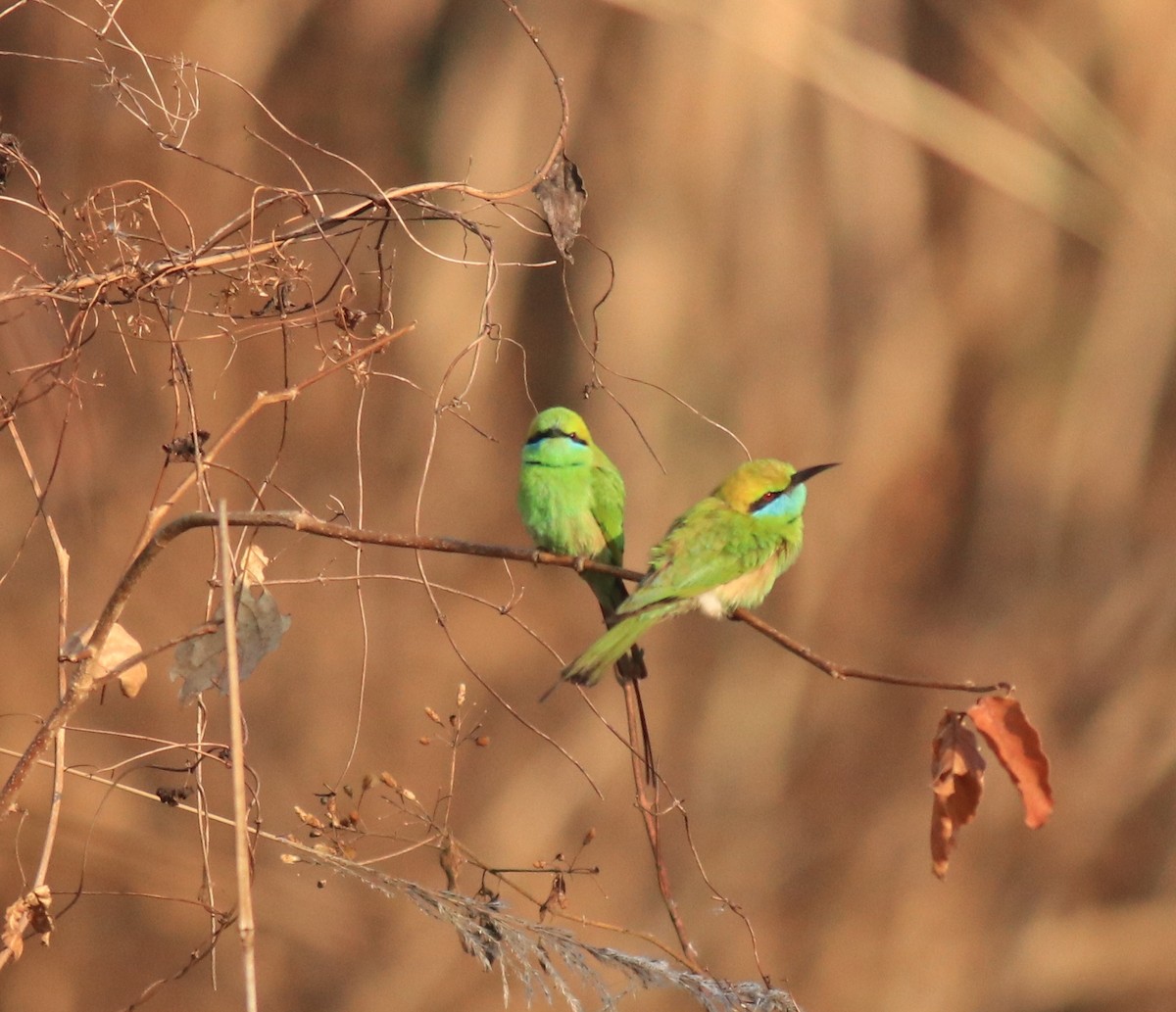 Asian Green Bee-eater - Afsar Nayakkan