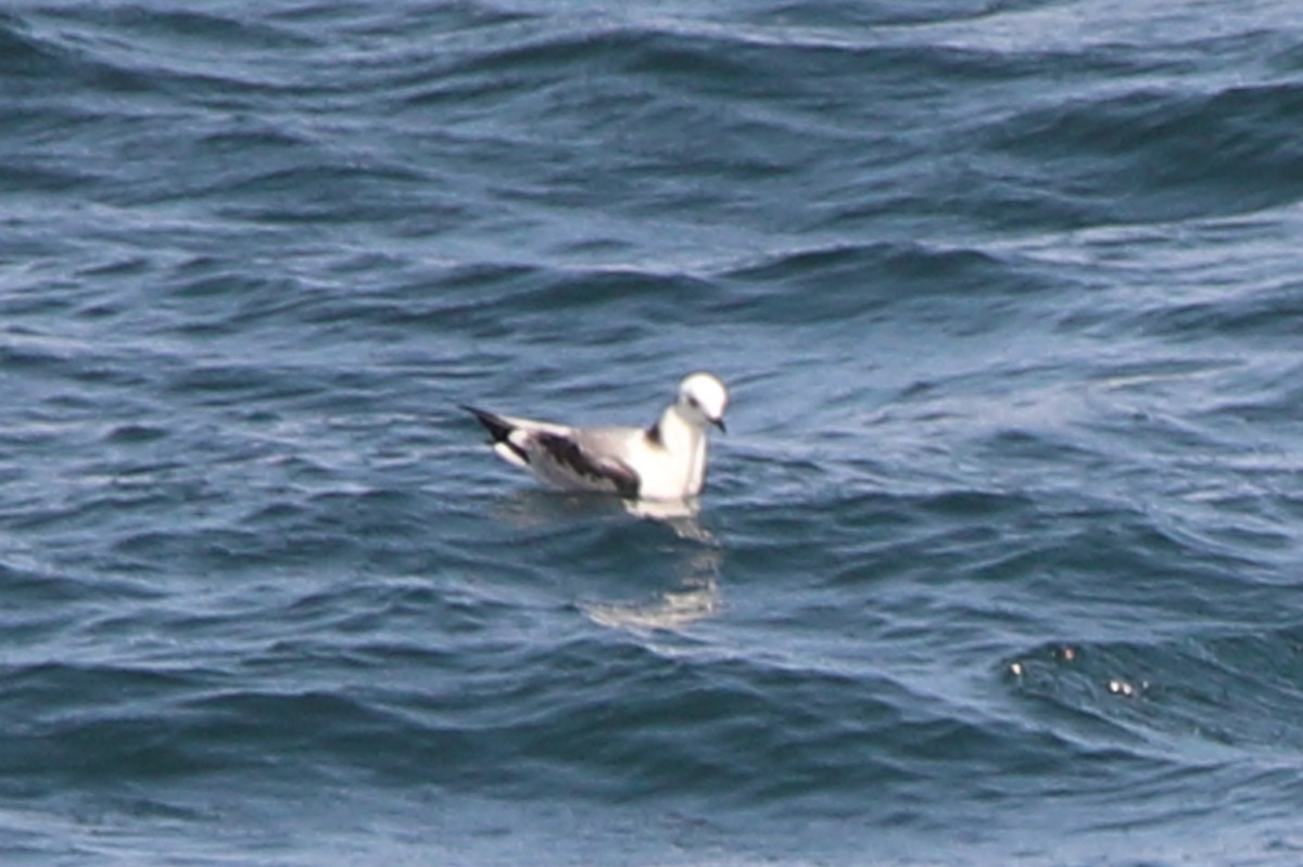 Black-legged Kittiwake - Victor Chen