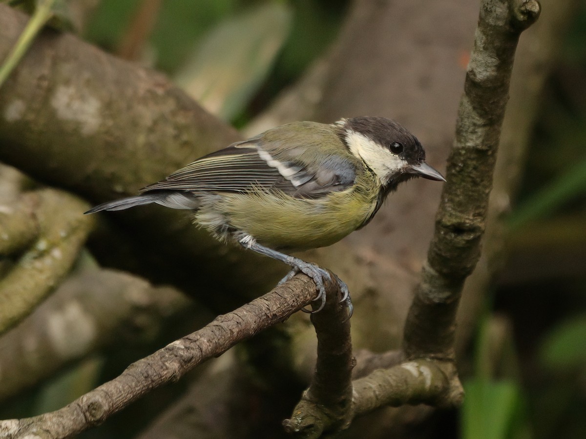 Great Tit - Andrew Pryce