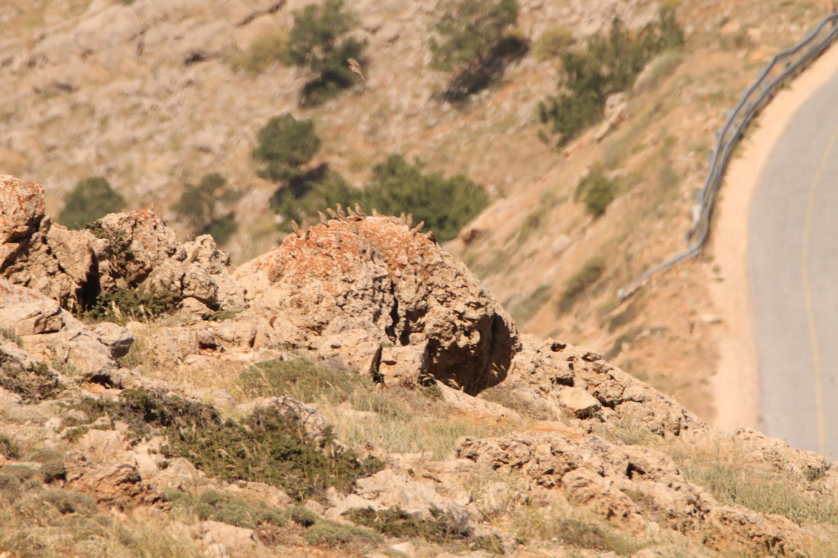 Rock Sparrow - dvir rudnicki