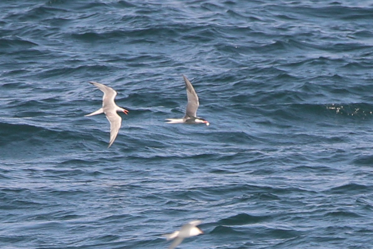 Common Tern - ML622800011